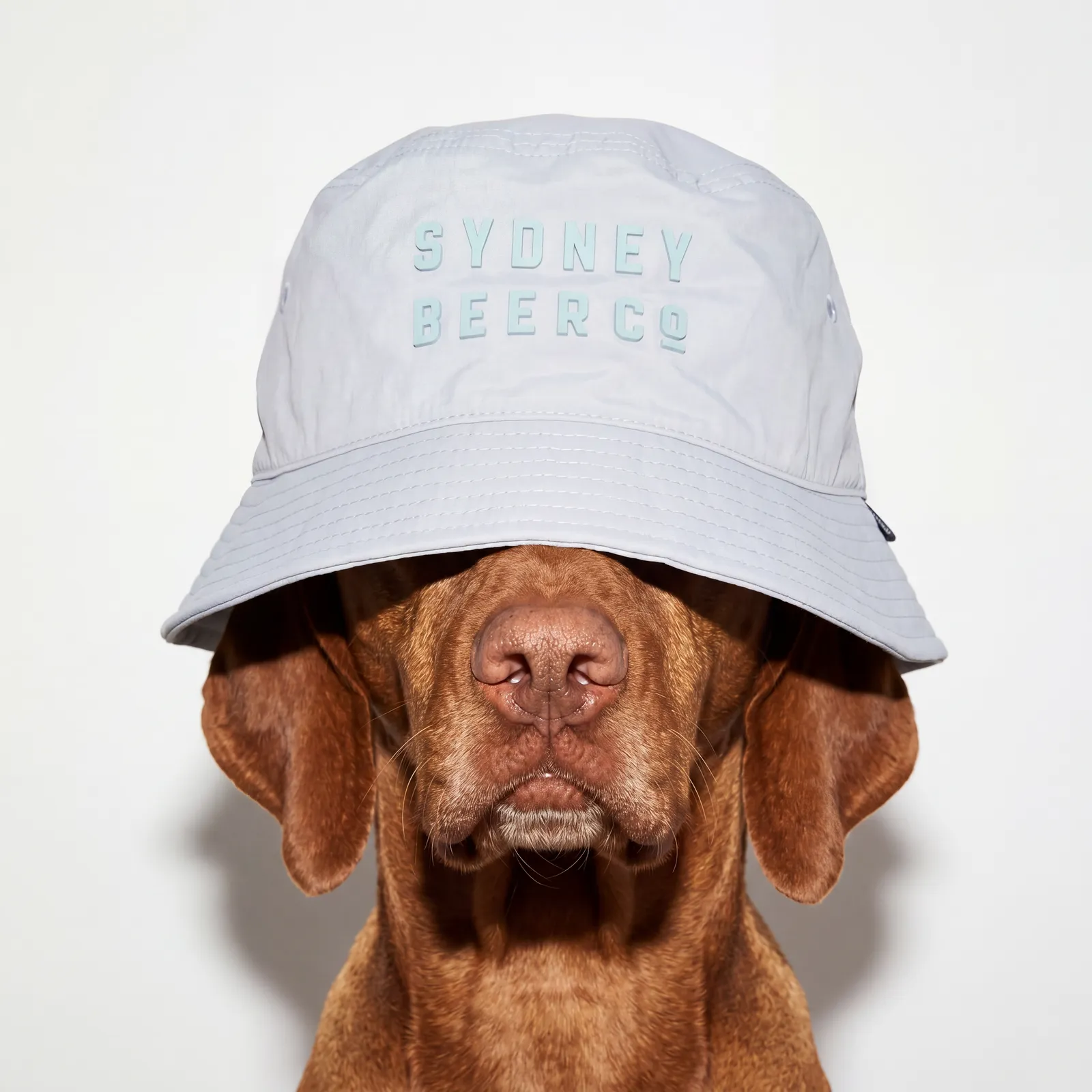 Dog wearing a branded bucket hat